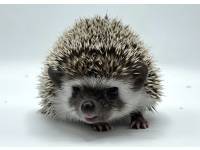 hedgehog photo