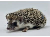 hedgehog photo