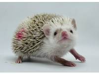 hedgehog photo