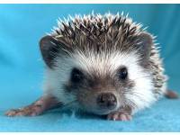 hedgehog photo