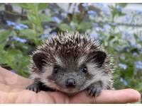 photo of hedgehog Pristine, for sale