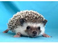 hedgehog photo