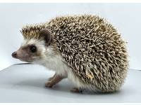 hedgehog photo