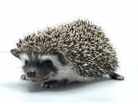 hedgehog photo