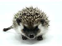 hedgehog photo