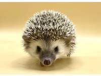 hedgehog photo