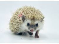 hedgehog photo