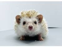 hedgehog photo