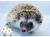 hedgehog photo