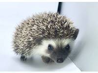 hedgehog photo