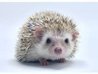 hedgehog photo