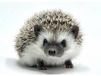 hedgehog photo