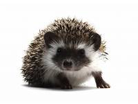 hedgehog photo
