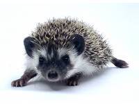 hedgehog photo