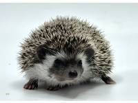 hedgehog photo