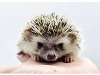 hedgehog photo