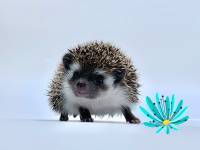 hedgehog photo