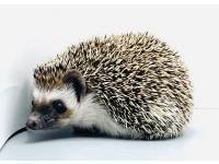 hedgehog photo