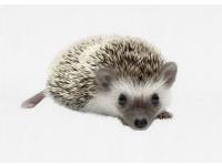 hedgehog photo