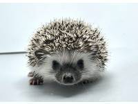 hedgehog photo