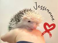 photo of hedgehog for sale