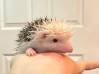 photo of hedgehog for sale