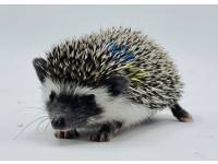 hedgehog photo