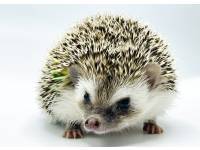 hedgehog photo