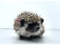 hedgehog photo