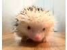 photo of hedgehog for sale