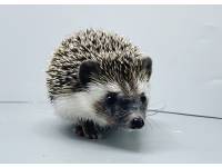 hedgehog photo