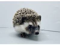 hedgehog photo