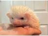 photo of hedgehog for sale