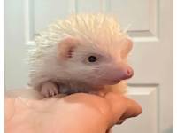 photo of hedgehog for sale