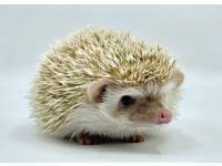 hedgehog photo