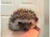 photo of hedgehog for sale