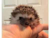 photo of hedgehog for sale