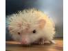photo of hedgehog for sale