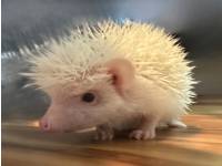photo of hedgehog for sale