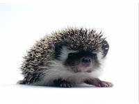 hedgehog photo