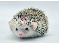 hedgehog photo