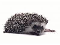 hedgehog photo