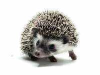 hedgehog photo