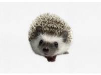 hedgehog photo