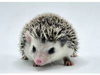 hedgehog photo