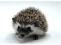 hedgehog photo