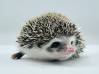 photo of hedgehog for sale