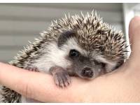 hedgehog photo