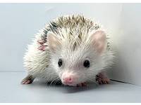 hedgehog photo