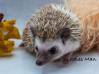 photo of hedgehog for sale